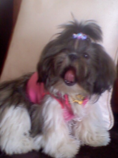 SOY LA PERRITA MAS LINDA Y ME AMAN TODOS MUCHOOOOOOOOOOOOO