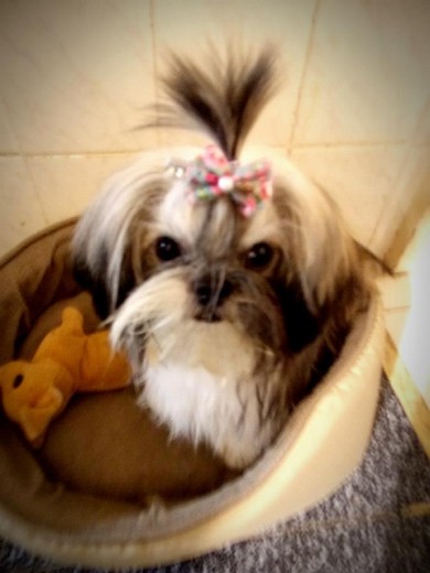 nuestra hermosisima Mu-shi... para nosotros es como otra hija :) nuestra hermosisima Mu-shi... para nosotros es como otra hija :)