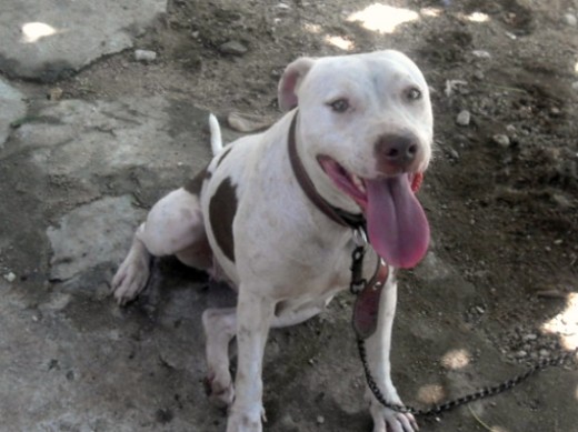 pitbull red nose muñeca cuando tenia
2 años pitbull red nose muñeca cuando tenia
2 años