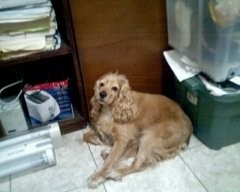 Honey observando la mudanza n.n Honey observando la mudanza n.n
