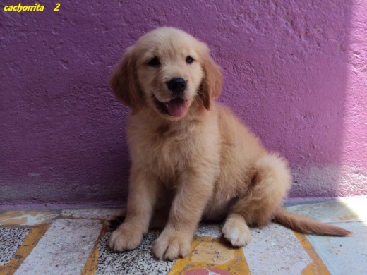 Naga cuando era una cachorrita y estaba son sus criadores