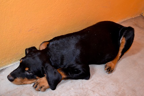 Sasha de 3 meses cumplidos Sasha de 3 meses cumplidos