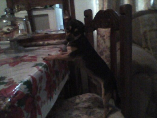 Mi acompañante por toda la casa jjaja