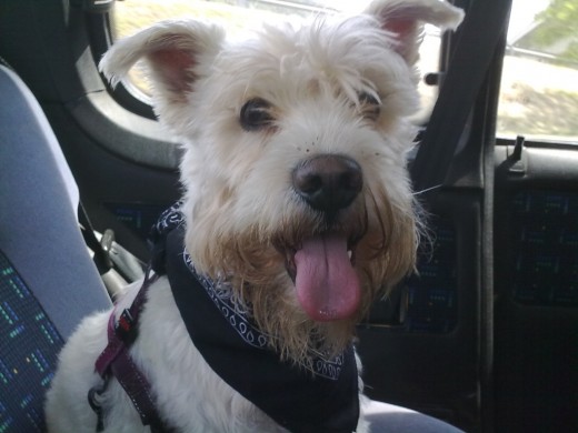En el coche con su pañuelo negro! En el coche con su pañuelo negro!
