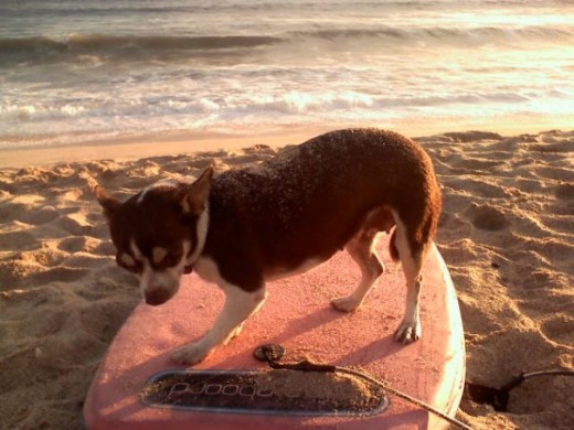 adora la playa aunque no  tomar las olas