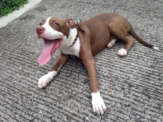 aquí Max tenía 3 meses de edad, era un pequeño curioso y lo sigue siendo, siempre quiere estar en lo que yo estoy