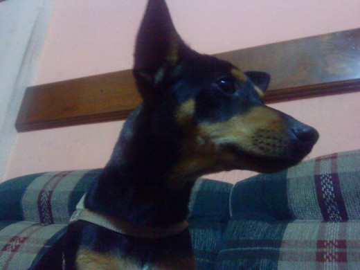 Odie es uno de mis mejores perros que ahiga tenido en mi vida!!!!!!1 Odie es uno de mis mejores perros que ahiga tenido en mi vida!!!!!!1