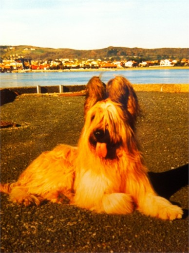 otis,briard.cariñoso y noble.
No te olvidamos.
