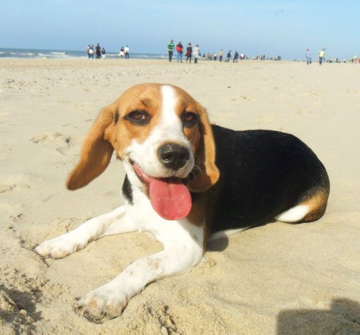 Fergie es la beagle de mi hermana que vive en Holanda y muero por conocerla ... es la hermanita de Canela!