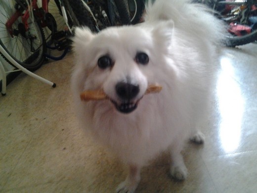 Panchito comiendo su hueso favorito Panchito comiendo su hueso favorito