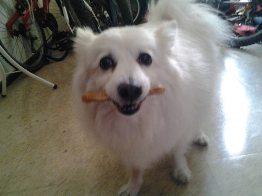 Panchito comiendo su hueso favorito