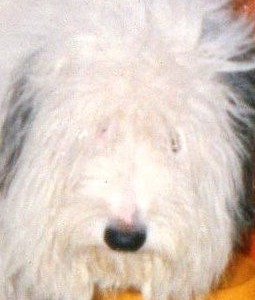Él es Pandita, mi gordi de 14 añitos! Él es Pandita, mi gordi de 14 añitos!