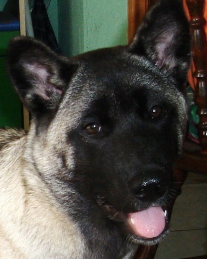 aki mi pekeña tenia como 6 meses y ya era toda una nenota!!! aki mi pekeña tenia como 6 meses y ya era toda una nenota!!!