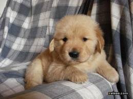 aveces es tranquila o activa, es muy cariñosa y muy positiva... es una monada tiene 2 meses aveces es tranquila o activa, es muy cariñosa y muy positiva... es una monada tiene 2 meses