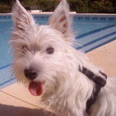 Nuestro peluso en la piscina.