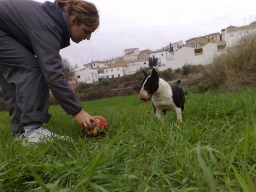 www.bullterrierminiatura-costacabana.com