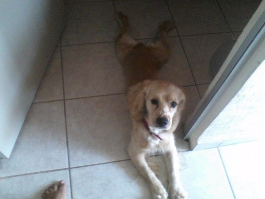 percy descansando