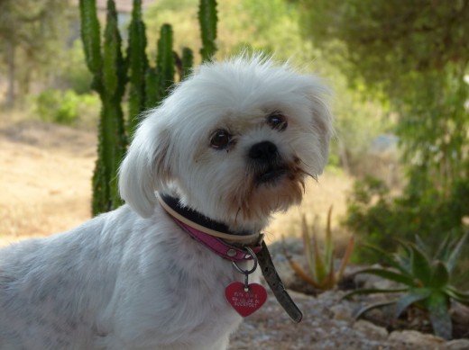 Pipa en nuestras vacaciones a Ibiza anuales.
