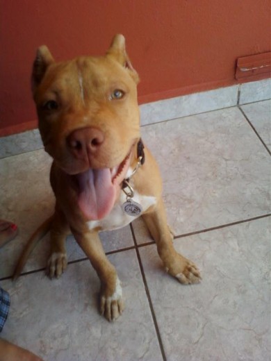 aqui con 3 meses grrr se ve raro en la pic mas bn por la pose no le queda el es mas ancho!!! aqui con 3 meses grrr se ve raro en la pic mas bn por la pose no le queda el es mas ancho!!!