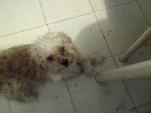 Poli con su mirada tierna y su pose de señor (si alguien le ve ara de alguna raza, hagamelo saber, porque yo no sé de esas cosas).