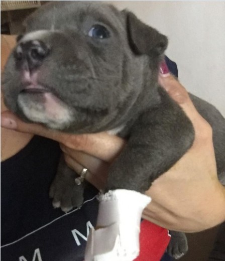 Popeye! un cachorro american pitbull color gris