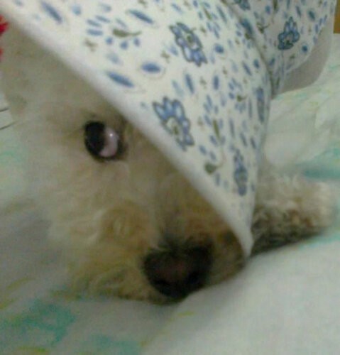 preciosa cronchy preciosa cronchy