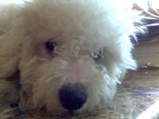 Mi pi..  es amigable... es hermoso..

 i  tiende a imaginar k es rey... ejejeje 

 x q se adueña de todo..