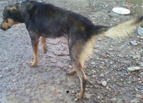 le gusta jugar y pasear ! le gusta jugar y pasear !