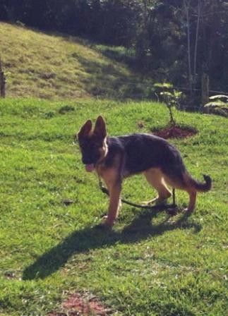 3 meses 