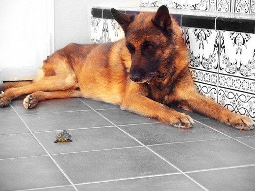 a pesar de ser un perro guarda...es increiblemente cuidadoso con los demás animales de la casa.
siempre fue un campeón a pesar de ser un perro guarda...es increiblemente cuidadoso con los demás animales de la casa.
siempre fue un campeón