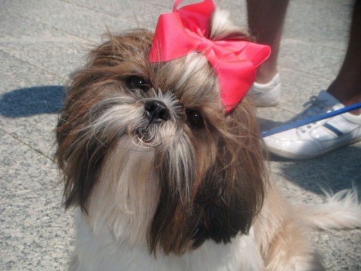 Mi Nini en su primera y de momento única exposición, la llevé con el pelo demasiado corto por lo que sacó excelente en todo menos en pelo, obteniendo una calificación global de Muy Buena