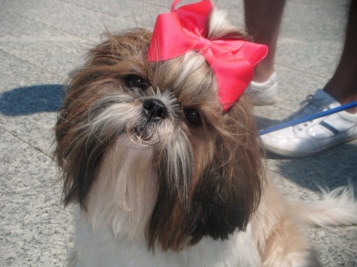 Mi Nini en su primera y de momento única exposición, la llevé con el pelo demasiado corto por lo que sacó excelente en todo menos en pelo, obteniendo una calificación global de Muy Buena