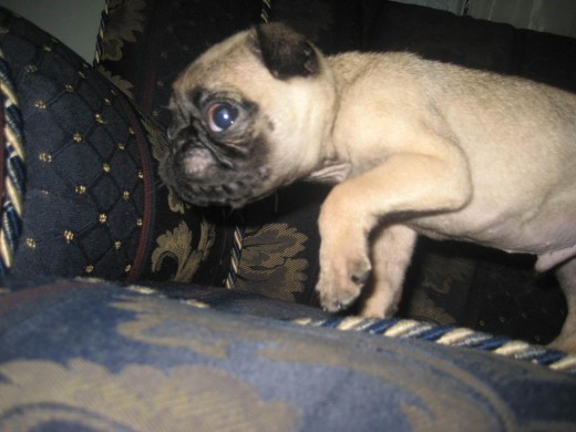Rocko :D Rocko :D