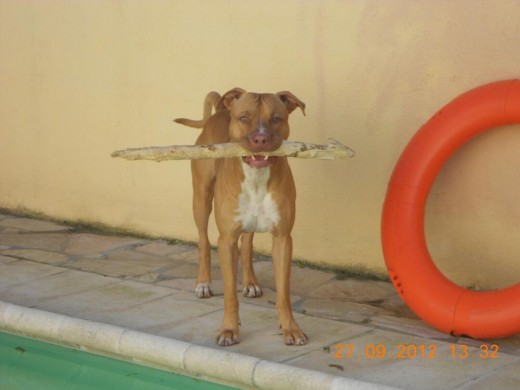 Precioso PitBull Red Nose, 31 Kg , con buen carácter, muy obediente, con ganas de conocer a una hembra.