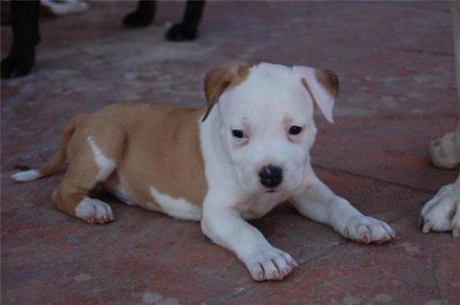 roky d pequeño roky d pequeño