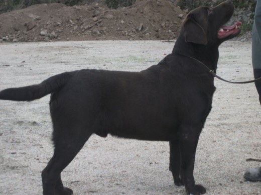 perro disponible para montas con caderas y codos libre,hijo de fisherman´s friend city hawk perro disponible para montas con caderas y codos libre,hijo de fisherman´s friend city hawk