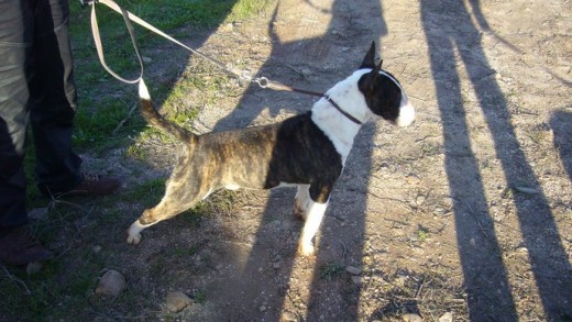 mi bull terrier con 8 meses