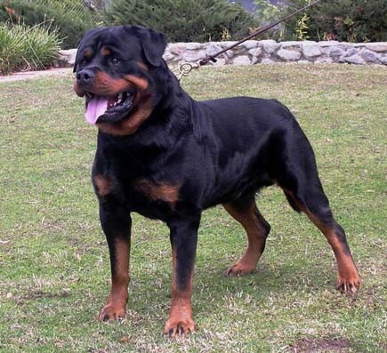 es hermoso y lo amo es hermoso y lo amo