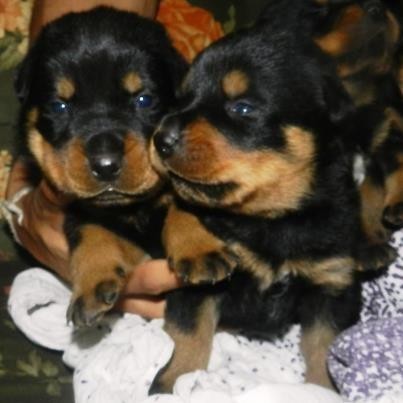 son hermosos cachorros de torso grueso cabezones y nacidos el 7 de abril del 2013 para contactarnos y que los pueda ver llamar al 983443390 o al 992585037 o al 41*344*3390 espero su llamado.