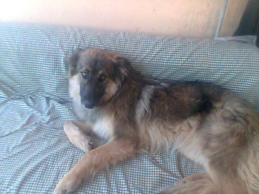 es mi rouss acostadita en su sillon cama ¡que tierna! es mi rouss acostadita en su sillon cama ¡que tierna!