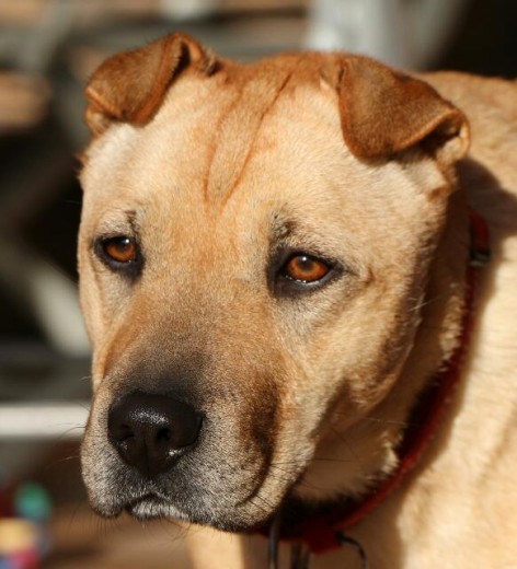 Juguetona,  cariñosa,  amiga de los perros equilibrados y no les gusta los perros dominantes.