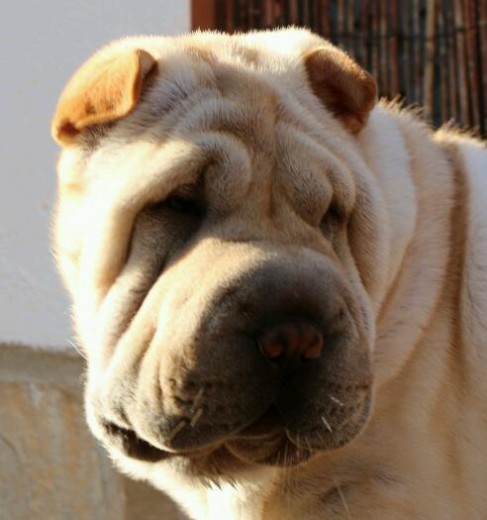 Muy buena y noble, le gusta jugar con Nahla, es muy comilona. Ha ganado dos premios en la exposición canina de Jerez 2013, mejor muy cachorro de su raza y mejor muy cachorro de grupo de varias razas.