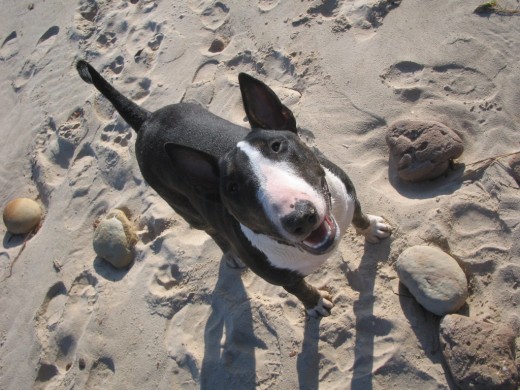 Saika en la Playa