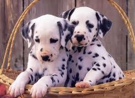 Bueno este no es mi perrito, ya que todas las fotos que tengo de el rebazan las dimensiones maximas T.T, pero pronto subire una :D Bueno este no es mi perrito, ya que todas las fotos que tengo de el rebazan las dimensiones maximas T.T, pero pronto subire una :D