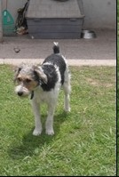 Esta es Sheena la compramos en una casa, de cachorra en esas epocas estaba con mi otra perra Luna y unos dias mas tarde llegó mi perro Ringo. Mi perrita Sheena le gusta pelear, en esas epocas peleaba con mi otra perra Luna, y en 2011 mató a la perra de mi vecina en el año pasado incluyendo este año pelea con mi perra Mora y con mi otra perra Ramona. Esta es Sheena la compramos en una casa, de cachorra en esas epocas estaba con mi otra perra Luna y unos dias mas tarde llegó mi perro Ringo. Mi perrita Sheena le gusta pelear, en esas epocas peleaba con mi otra perra Luna, y en 2011 mató a la perra de mi vecina en el año pasado incluyendo este año pelea con mi perra Mora y con mi otra perra Ramona.