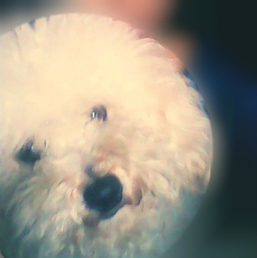 el se llama chispa es muy tierno y jugeton. el se llama chispa es muy tierno y jugeton.