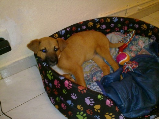 la tengo hace 5 dias pero no se que raza es.. si me podeis ayudar lo agradezco.. saludos la tengo hace 5 dias pero no se que raza es.. si me podeis ayudar lo agradezco.. saludos