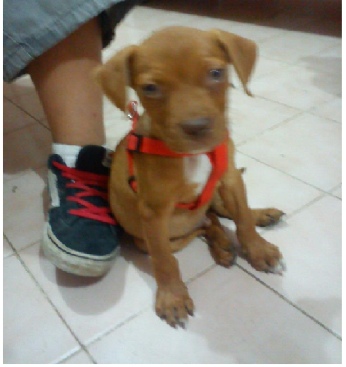 Mi perrito Sleyer :-p