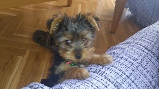 2 MESES Y MEDIO 2 MESES Y MEDIO