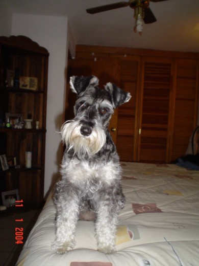 suki tiene 7 años suki tiene 7 años